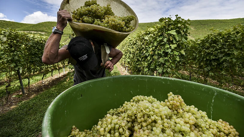 Die Walliser Weinbauern haben 2020 eine qualitativ gute Traubenernte eingefahren. Die Menge war hingegen unterdurchschnittlich. (Archivbild)