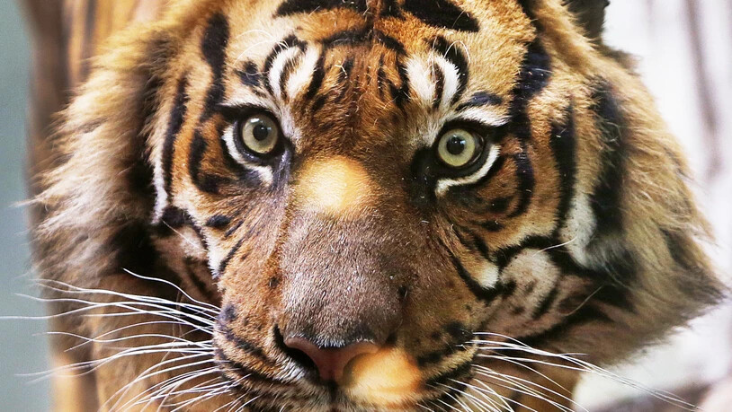 Sumatra-Tiger sind stark vom Aussterben bedroht. (Archivbild)