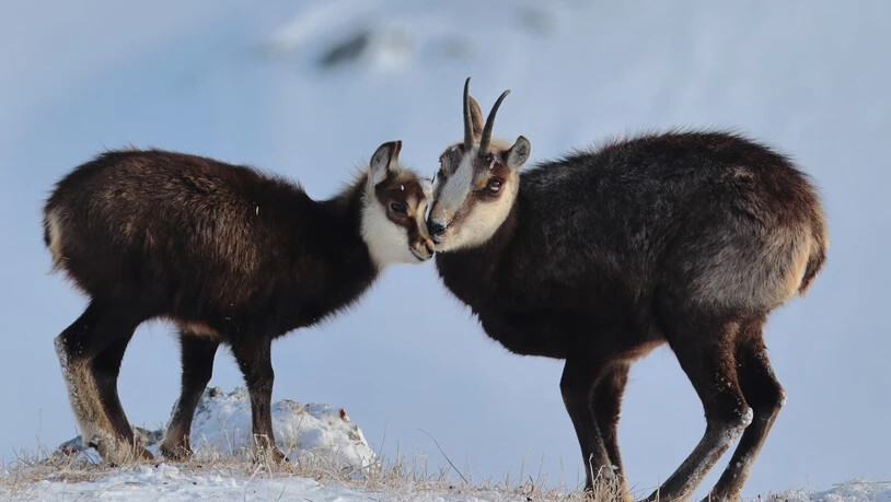 Zwei Gämsen küssen sich im Schnee.