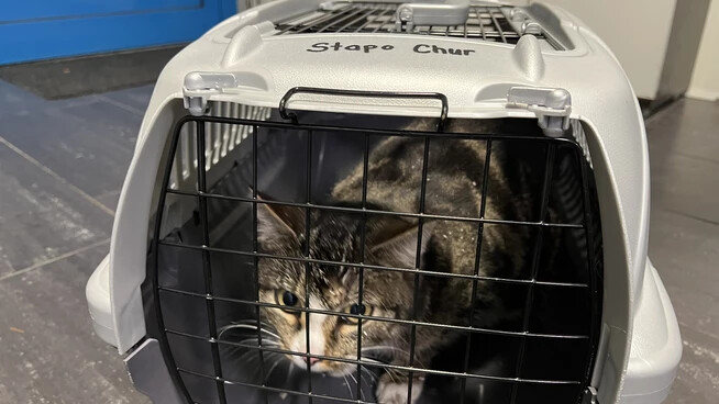 Wohlauf: Katze Cesar konnte nach der Rettung unversehrt ihrer Besitzerin übergeben werden.