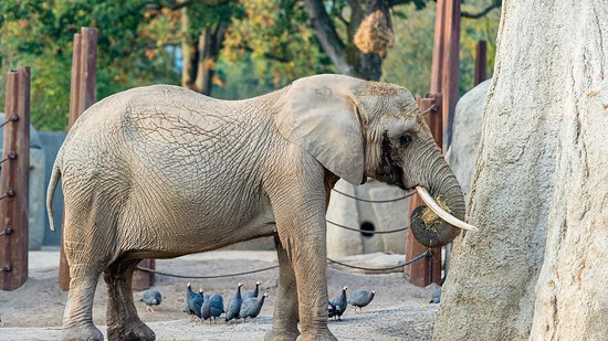 Die 47-jährige Elefantenkuh Heri im Zoo Basel.