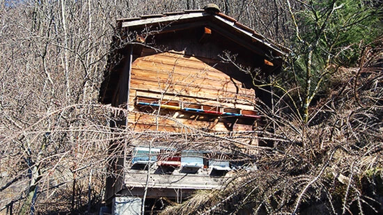 Die Zahl der Bienenvölker in der Schweiz ist im letzten Jahrzehnt gestiegen: Bienenhaus am Waldrand.