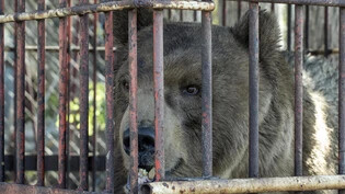Napa ist ein zwölfjähriger ehemaliger Zirkusbär aus Serbien. Er wird im Arosa Bärenland untergebracht.