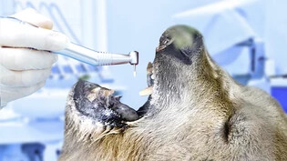 Napa muss den Gang zum Zahnarzt antreten. Deswegen bleibt das Bärenland kommenden Dienstag geschlossen.