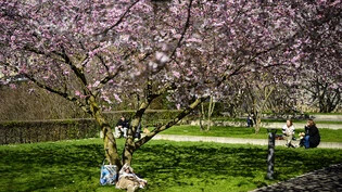 "Tage der Wonne, Kommt ihr so bald? Schenkt mir die Sonne, Hügel und Wald?" (Johann Wolfgang von Goethe): Kirschblüte im Parc de Mon Repos in Lausanne. (Archivbild)