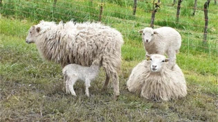 Warm eingepackt: Diese vier Schafe trotzen der Kälte.