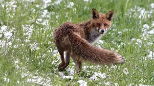 Der Fuchs ist schlau, gilt als Überlebenskünstler und hat alles im Blick.