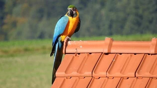Buntes Federkleid: Der Papagei Ole sticht mit seiner blau-gelben Farbgebung hervor.