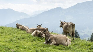 Auf den Bündner Wiesen stehen weniger Milchkühe als noch 2018.