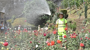 Moacir Kunrath sorgt sich um die Rosengärten in der Stadt.
