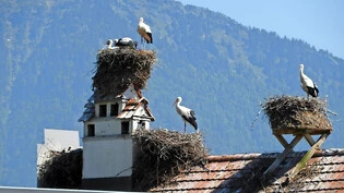 Stolze Storcheneltern: Über den Dächern von Uznach ziehen sie heuer besonders viel Nachwuchs auf. 