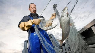 Bei Hurden: Ein Berufsfischer nimmt im Obersee gefangene Felchen aus seinem Netz.  