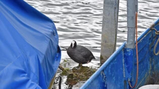 Keine optimale Brutstätte: Ein Taucherli baut derzeit ein neues Nest – wieder beim Motor eines Bootes im Hafen Schmerikon. 