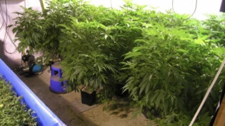 Professionelle Anlage: Eine Frau aus der Region zog einen florierenden Handel mit Marihuana auf. 
