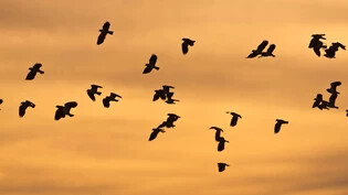 Im Herbst gehts für viele Vögel in den Süden: An den Zugvogeltagen am 2. und 3. Oktober lassen sich die Vögel unter fachkundiger Leitung gut beobachten.
