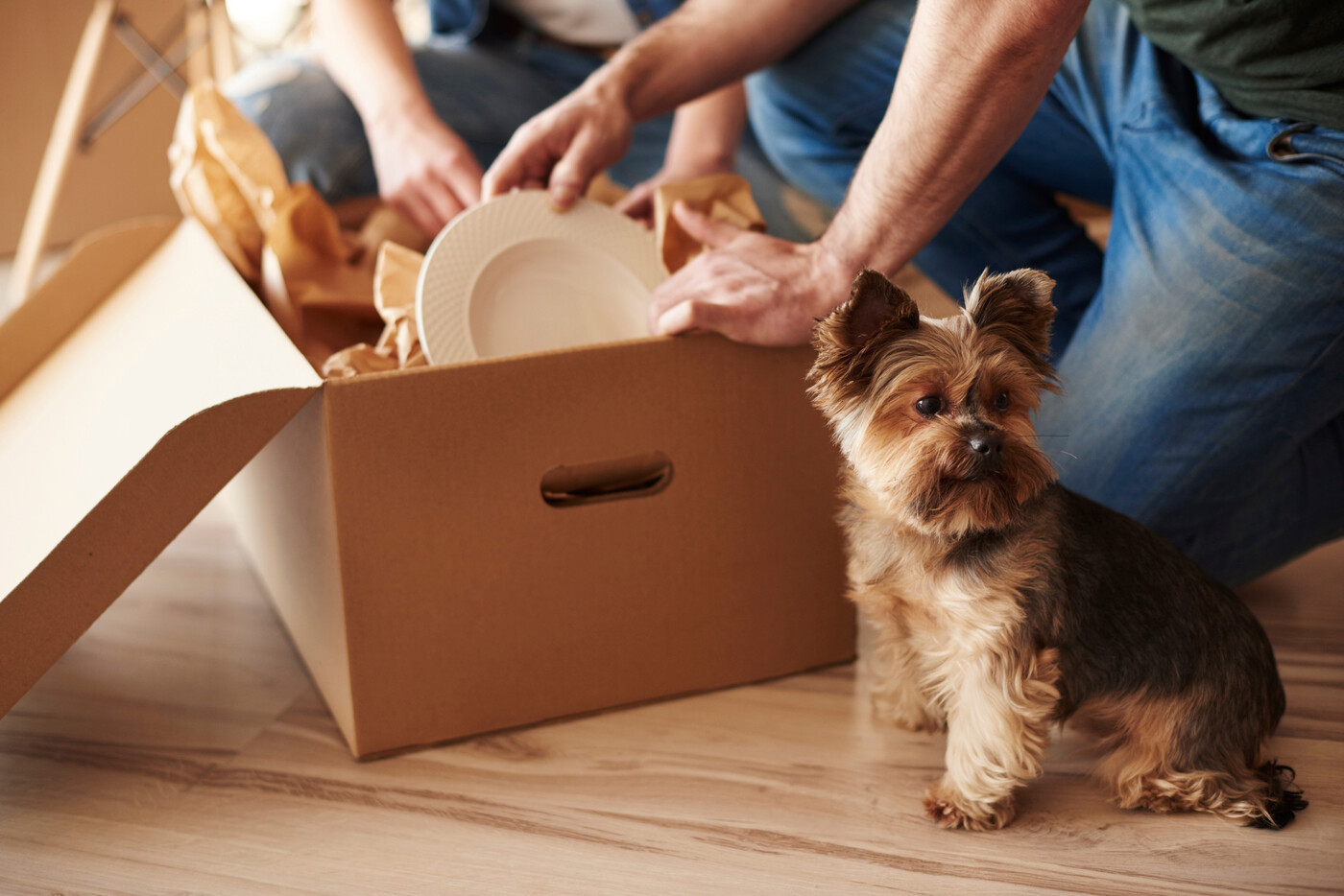 Kisten packen und auf Hund aufpassen: Vor allem Hunde sollten während des Umzugs von einer vertrauten Person fremdbetreut werden. So können stressige Situationen vermieden werden.