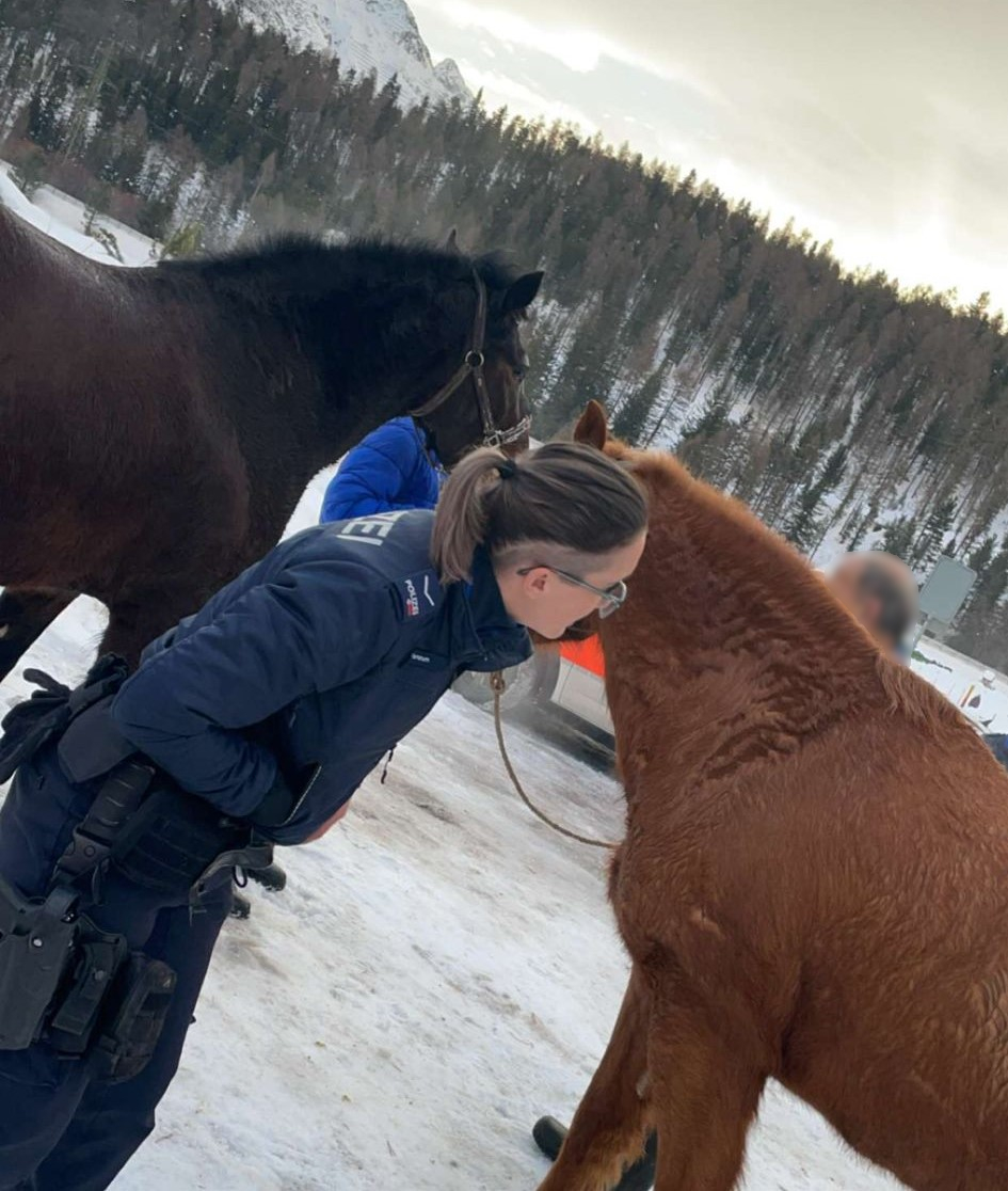 Ein spezieller Einsatz: Die Polizeipatrouille rückte in Celerina mit zwei Personen aus, um die Pferde wieder einzufangen.