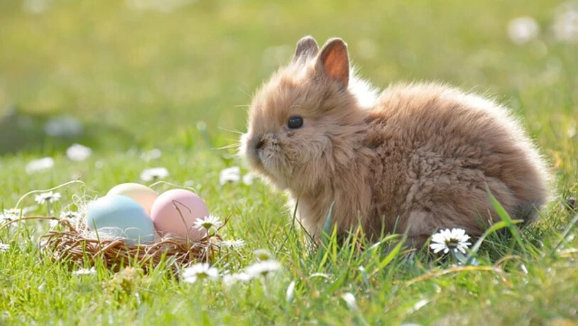 Ein Hase und bunte Eier: Sie stehen für Ostern.
