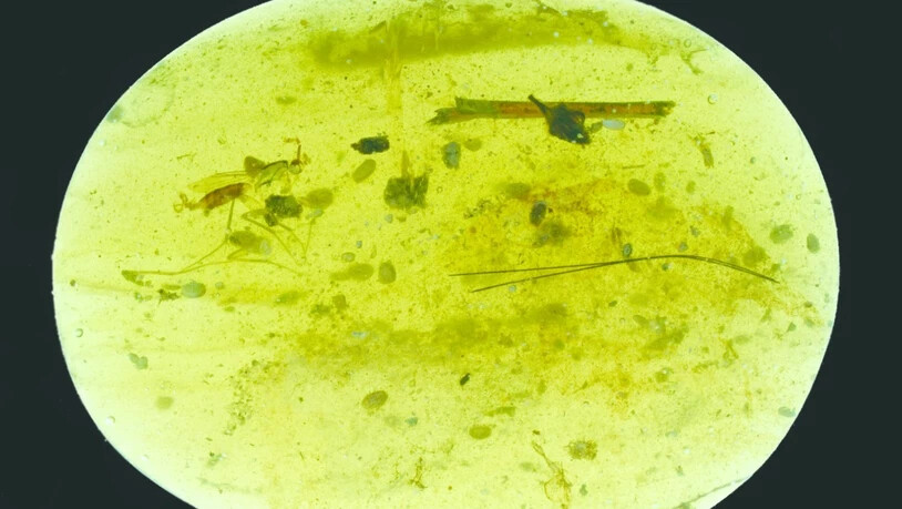 In diesem kleinen Stück Bernstein aus der Kreidezeit sind neben einigen Insekten insgesamt neununddreissig Urkrebse eingeschlossen.