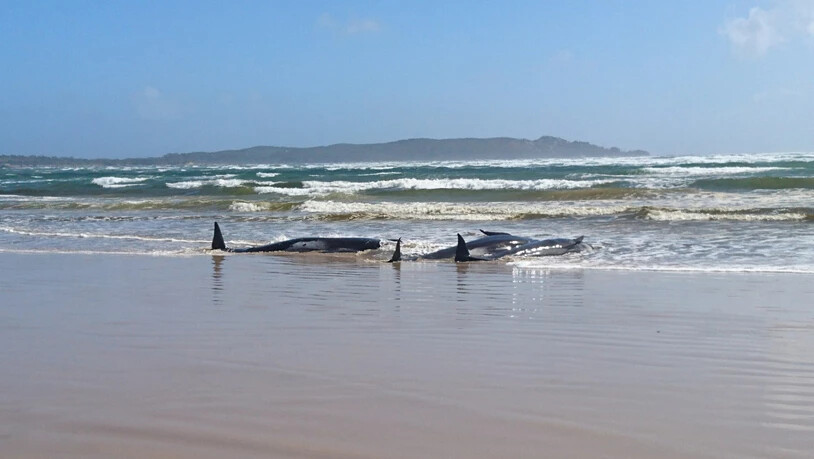 A supplied image obtained on Monday, September 21, 2020, of A pod of whales, believed to be pilot whales, that have become stranded on a sandbar at Macquarie Harbour, near Strahan, on Tasmania's west coast. (AAP Image/Tasmania Police) NO ARCHIVING,…