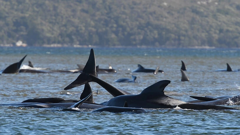 A pod of whales, believed to be pilot whales, have become stranded on a sandbar at Macquarie Harbour, Tasmania, Monday, September 21, 2020..(AAP Image/The Advocate, Pool) NO ARCHIVING