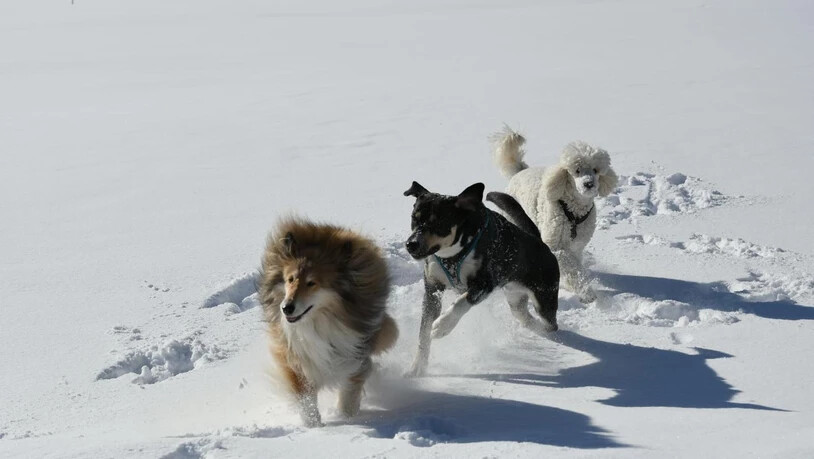 Die Hunde geniessen den Schnee und das schöne Wetter in La Punt Chamues-ch.v