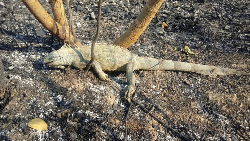 HANDOUT - In einem von einem Feuer betroffenen Gebiet des Pantanal liegt ein toter Leguan. Foto: Susan Weller/Panthera/dpa - ACHTUNG: Nur zur redaktionellen Verwendung im Zusammenhang mit der aktuellen Berichterstattung und nur mit vollständiger Nennung…