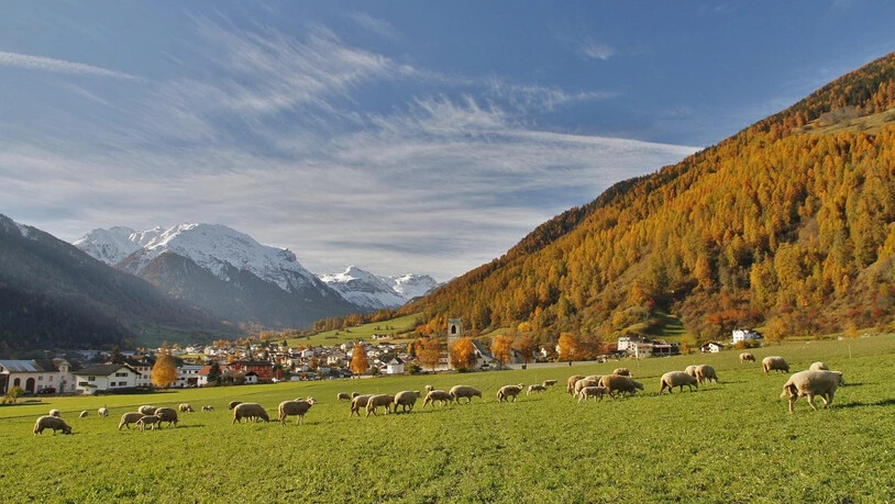 Die Schafe geniessen die milden Herbsttage in Müstair.