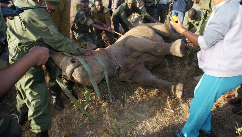 Sechs Wildhüter sind in Kongo von Rebellen der Mai-Mai getötet worden. (Symbolbild)