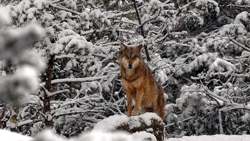 Vor Wilderern sicher: Wolf im Zürcher Zoo. (Archivbild)