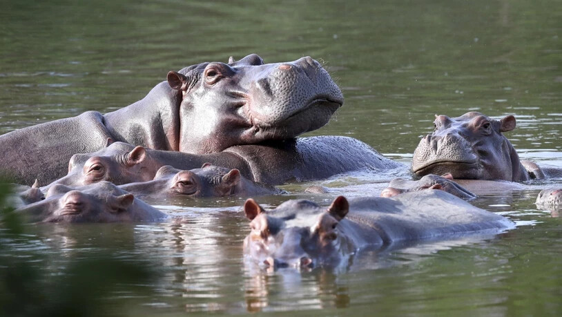 Nilpferde schwimmen im See im Hacienda Napoles Park, dem ehemaligen Privatanwesen des Drogenbosses Pablo Escobar, der vor Jahrzehnten vier Nilpferde auf seine Hacienda brachte. Foto: Fernando Vergara/AP/dpa