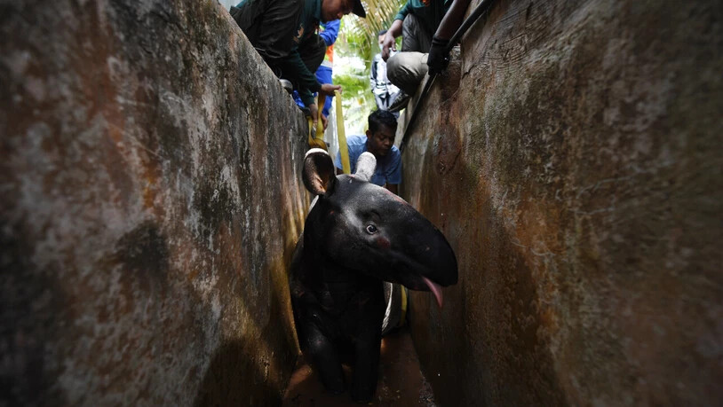 dpatopbilder - Mitglieder des Ministeriums für Wildtiere und Nationalparks, die von der Civil Defense Force unterstützt werden, versuchen, einen ausgewachsenen männlichen Tapir aus einem Abfluss der Sungai Soi National Secondary School zu befreien. Foto:…