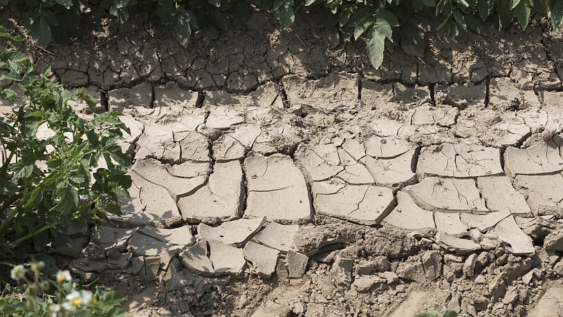 Zunehmende Trockenheit bedeutet für die Lebensmittelproduzenten, dass sie umdenken müssen. (Symbolbild)