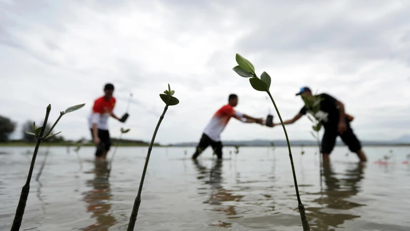 Mangroven sind nicht nur gute CO2-Fänger, sondern dienen auch der Befestigung von Küstengebieten. Hier in der indonesischen Provinz Aceh wird ein Mangrovenwald gepflanzt als Tsunami-Schutz und Naherholungsgebiet. (Archivbild)