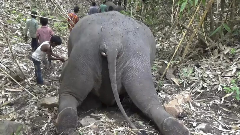 HANDOUT - Dieses von KK Productions zur Verfügung gestellte Videostandbild zeigt einen Jungen, der neben einem toten Elefanten im Kondali-Waldreservat steht. Nach einem Gewittersturm haben Dorfbewohner die Leichen von mindestens 18 wilden Elefanten in…