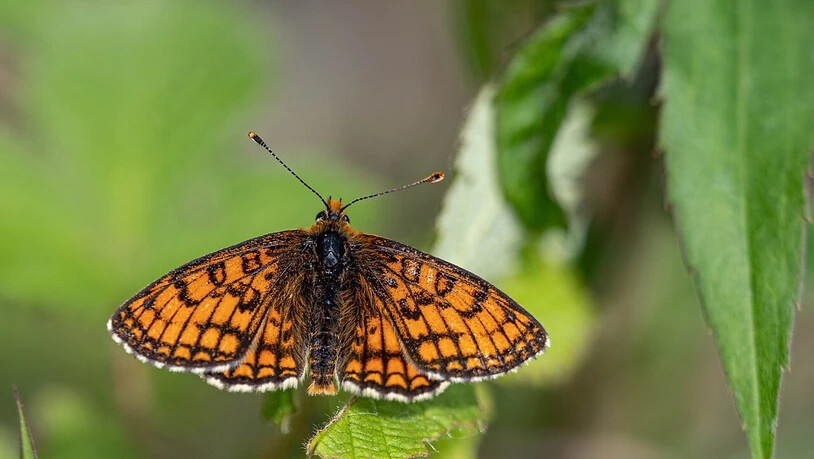 Viele Schweizer Schmetterlingsarten sind gefährdet. Ein Grund dürften Stickstoffeinträge in ihre Lebensräume sein. (Pressebild)
