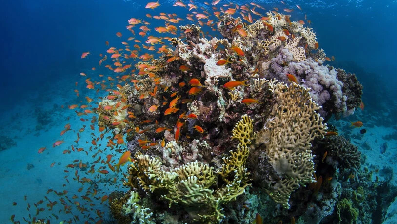 ARCHIV - Das undatierte Foto, zur Verfügung gestellt von der australischen James Cook University (JCU) zeigt Fische am Great Barrier Reef, an der Küste von Queensland, Australien. Trotz starker Bedrohungen ist das Great Barrier Reef vorerst einer…