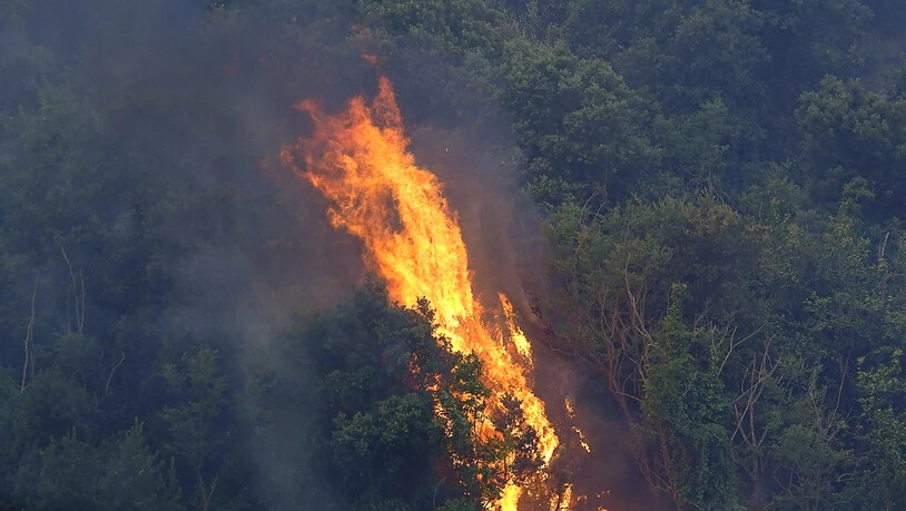 Bäume stehen in Flammen. Hunderte von Menschen in vielen kleinen Städten auf Sardinien wurden aus ihren Häusern in Sicherheit gebracht. Foto: Alessandro Tocco/LaPresse/AP/dpa