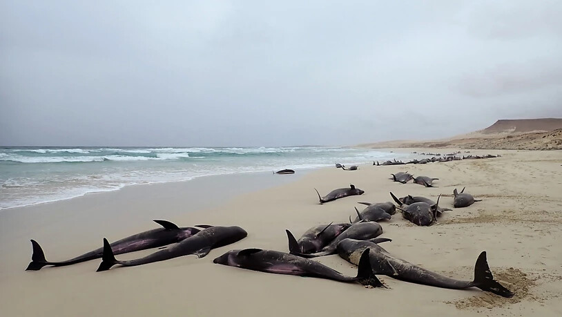 An der französischen Westküste sind 17 Delfine gestrandet. Hilfskräfte konnten 14 Tiere wieder ins Meer zurücklotsen. Drei Delfine verendeten. (Symbolbild)