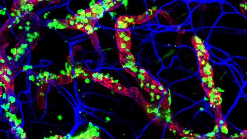 Dendritische Zellen der Maus (grün), die in die Lymphgefässe (rot) wandern: Dieser Prozess ist abhängig von der Tageszeit, wie eine Studie zeigt. (Pressebild)