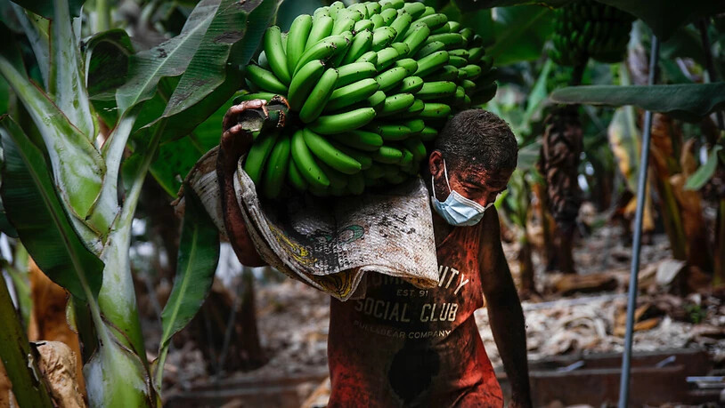 ARCHIV - Ein mit Vulkanasche bedeckter Bauer trägt ein Bündel Bananen, bevor die Lava des Vulkans Cumbre Vieja die Plantage erreicht. Foto: Kike Rincón/EUROPA PRESS/dpa