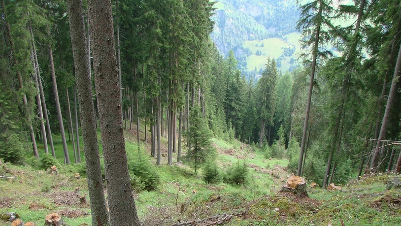 Die Bündner Wälder werden vom Amt für Wald und Naturgefahren jedes Jahr intensiv gepflegt und bewirtschaftet.