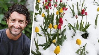 Wintereinbruch in Elm: Tulpen gelten gemeinhin als winterhart, der Schnee sollte ihnen daher nicht allzu viel anhaben. Das ist aber nicht bei allen Pflanzen so, wie Gärtnermeister Dominik Eberle weiss.