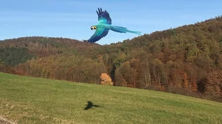 Da war die Welt noch in Ordnung: Papagei Ole während eines Fluges vor seinem Reissaus.