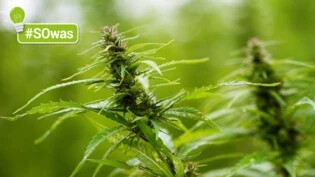Cannabis: Eine in der Schweiz illegale Pflanze mit einer benebelnden Wirkung, wenn der Ertrag geraucht wird. 