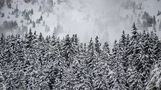 Schnee Schneewald Wald Idyllisch Winter 2020