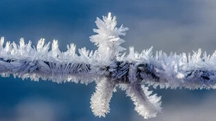 Brrr – die Bise lässt uns die sibirischen Temperaturen noch kälter wahrnehmen.