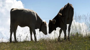  Von weidenden Kühen im Sommer- wie hier oberhalb von Parpan - kann auch der Tourismus profitieren.