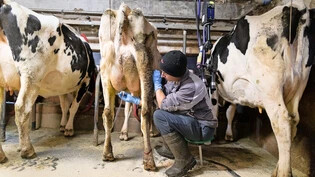 Weniger Milchbauern: In der Schweiz nahm die Milchproduktion seit 2007 stark ab.