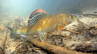 Ungesund: Äschen und anderen kältebedürftigen Fischen droht der Tod, wenn die Wassertemperatur für längere Zeit 25 Grad oder mehr beträgt.